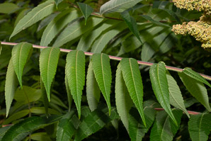 Rhus typhina (staghorn sumac)