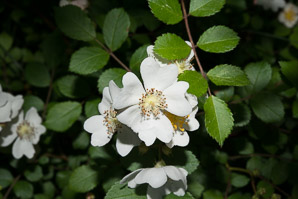Rosa multiflora (multiflora rose, rambling rose, baby rose, Japanese rose, many-flowered rose, seven-sisters rose)