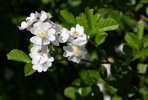 Rosa multiflora (multiflora rose, rambling rose, baby rose, Japanese rose, many-flowered rose, seven-sisters rose)