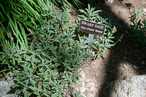 Salvia officinalis (dwarf sage)