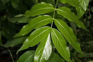 Sambucus nigra (elderberry, American elderberry, common elderberry, black elderberry, American black elderberry)