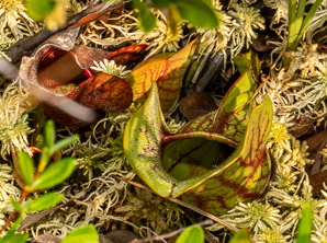 Sarracenia purpurea (purple pitcher plant, American pitcher plant, northern pitcher plant, purple pitcherplant)