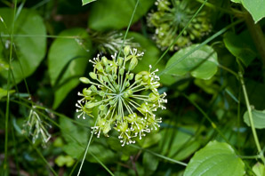 Smilax herbacea (smooth carrion flower, carrion vine, herbaceous carrion flower, smooth herbaceous greenbrier)