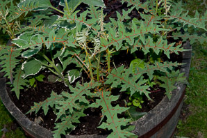 Solanum pyracanthum (porcupine tomato, devil’s thorn)