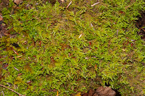 Sphagnum (sphagnum moss)