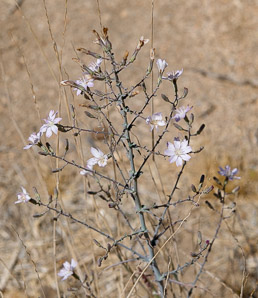 Stephanomeria parryi (Parry’s wirelettuce)