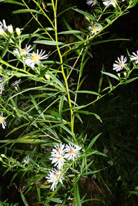Symphyotrichum lanceolatum (panicled aster, Eastern lined aster, tall white aster, lance-leaf aster, narrow-leaf michaelmas daisy, white-panicle aster, white panicle aster)