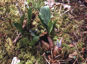 Symplocarpus foetidus (Eastern skunk cabbage, clumpfoot cabbage, foetid pothos, meadow cabbage, polecat weed, skunk cabbage, swamp cabbage)