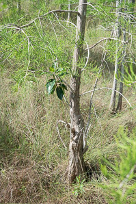 Taxodium ascendens (pond cypress, pondcypress)