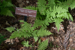 Thelypteris noveboracensis (New York fern)