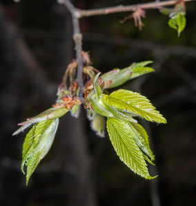 Ulmus americana (American elm)