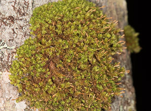 Ulota crispa (curled bristle moss)