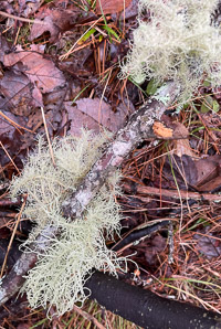Usnea lapponica (powdered beard lichen, Lapland beard lichen)