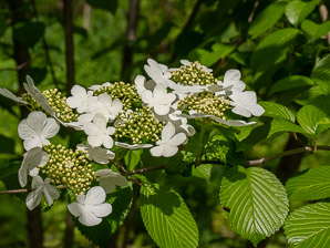 Viburnum plicatum (Japanese snowball)