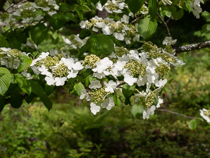 Viburnum plicatum (Japanese snowball)