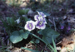Viola (violet)