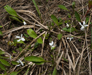 Viola macloskeyi (small white violet, northern white violet)