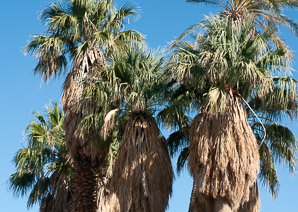 Washingtonia filifera (California fan palm, desert fan palm, cotton palm, Arizona fan palm)