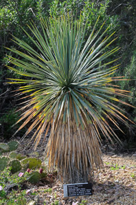 Yucca thompsoniana (beaked yucca, Thompson’s yucca)