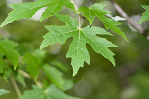 Acer (maple)