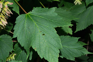 Acer spicatum (mountain maple)