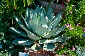 Agave parryi (century plant, Parry’s agave, mescal agave)