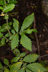 Agrimonia striata (roadside agrimony)
