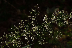 Agrostis capillaris (colonial bentgrass, creeping bentgrass, fine bentgrass)