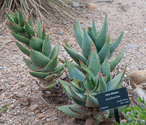 Aloe distans (jewelled aloe)