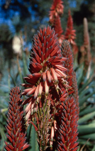 Aloe suprafoliata (boekaalwyn, book aloe)