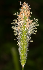 Alopecurus pratensis (meadow foxtail, field meadow-foxtail)