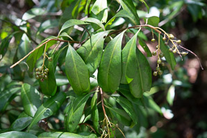 Ardisia escallonioides (island marlberry, marlberry, marbleberry)