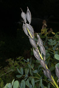 Baptisia australis (blue false indigo, false indigo, blue wild indigo)