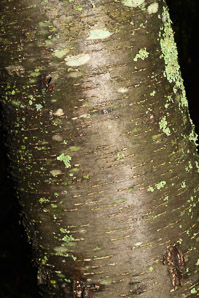 Betula lenta (black birch, cherry birch, sweet birch, mahogany birch, spice birch)