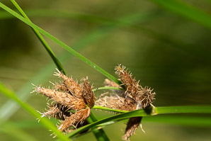 Bolboschoenus maritimus (saltmarsh tuber-bulrush, cosmopolitan bulrush)