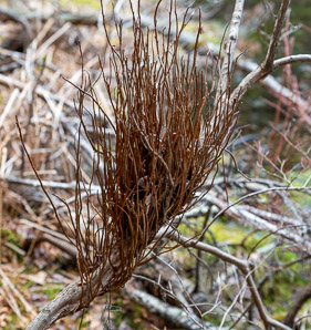Calyptospora columnaris (huckleberry broom rust fungus)