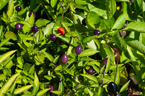 Capsicum annuum (ornamental peppers)