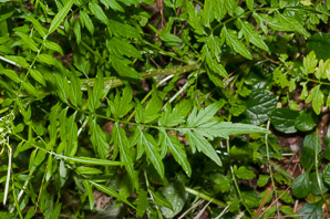 Cardamine impatiens (narrow-leaved bitter-cress)