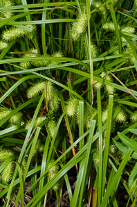 Carex (sedge)