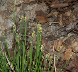 Carex laxiflora (broad loose-flowered sedge)