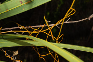 Cassytha filiformis (love-vine, lovevine, laurel dodder, woe vine)