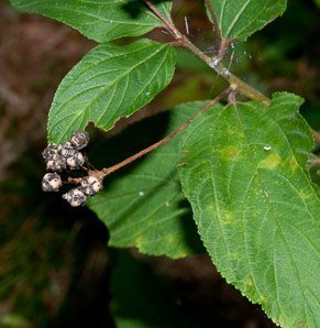 Ceanothus americanus (New Jersey tea, red root, wild snowball, mountain sweet)