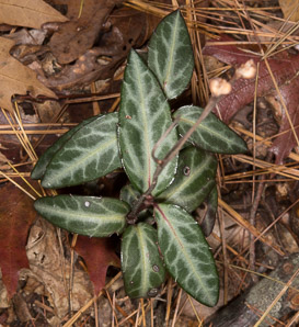 Chimaphila maculata (spotted wintergreen, striped wintergreen, spotted pipsissewa, striped prince’s pine)
