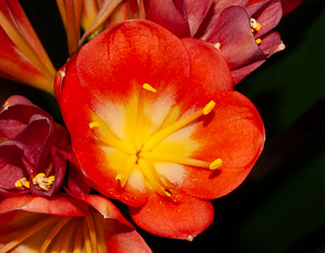 Clivia miniata (kaffir lily, Natal lily, bush lily)