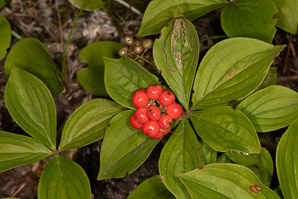Cornus canadensis (bunchberry, Canadian dwarf cornel, Canadian bunchberry, crackerberry, bunchberry dogwood, )