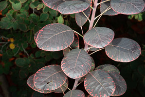 Cotinus coggygria