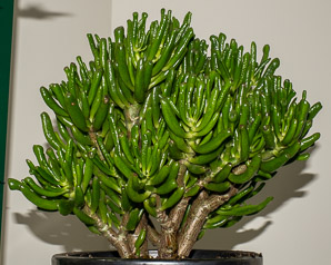Crassula ovata (jade plant, spoon jade)