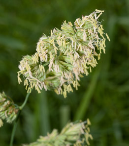 Dactylis glomerata (orchard grass, orchardgrass)