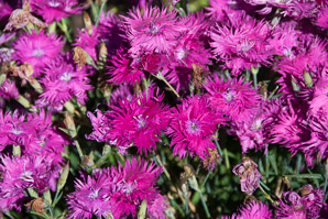 Dianthus L. (pinks)