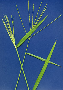 Digitaria sanguinalis (large crabgrass, hairy crabgrass)